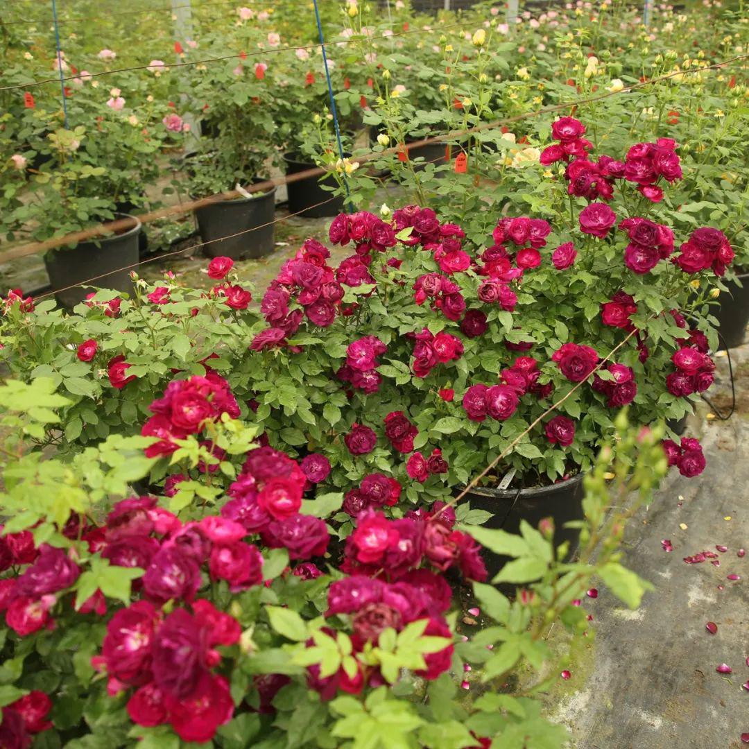 高贵复古雀之舞明媚霸道倾慕你的可藤可灌之选