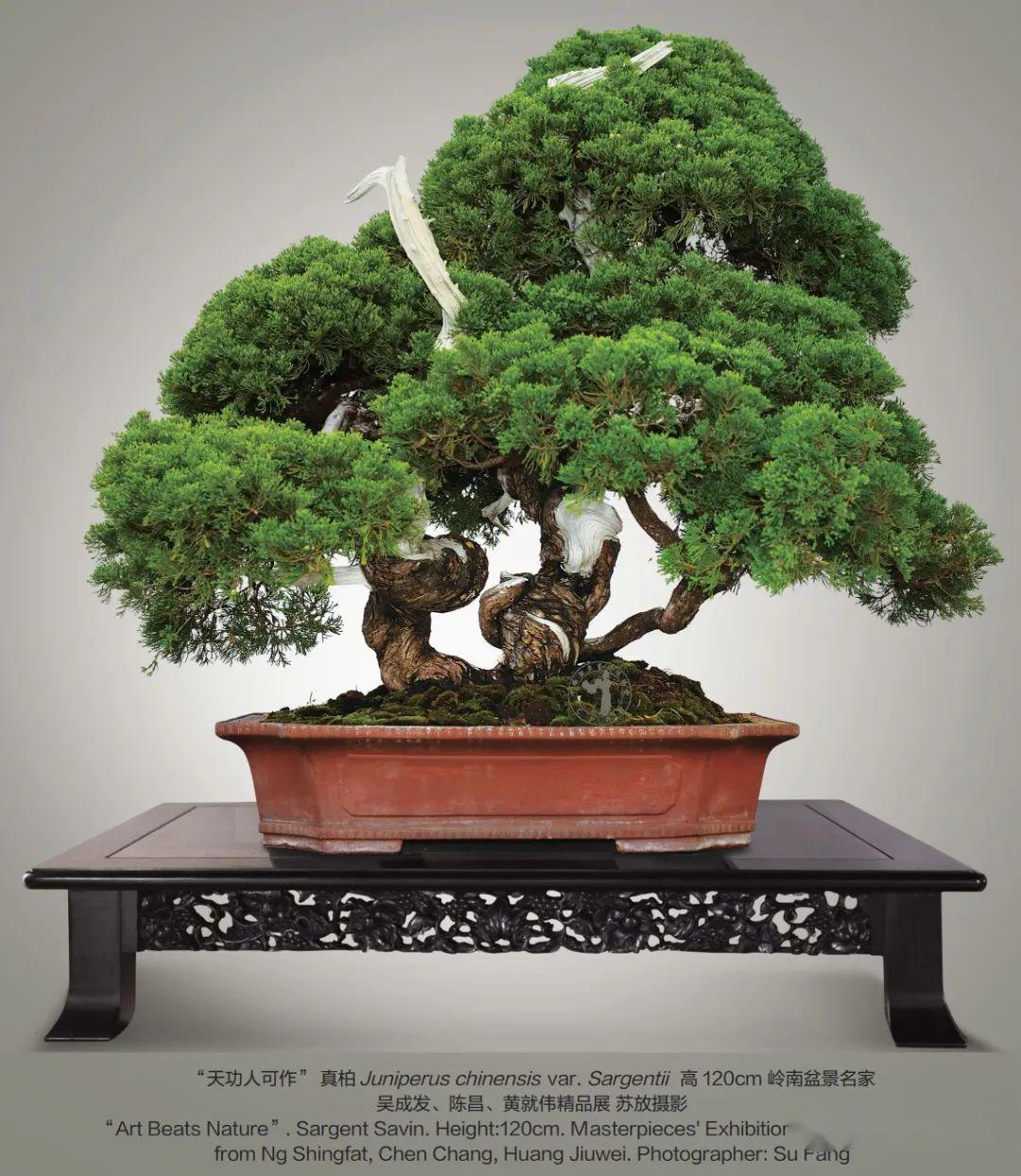 抗疫时刻线上回顾岭南盆景名家吴成发陈昌黄就伟精品展回顾一