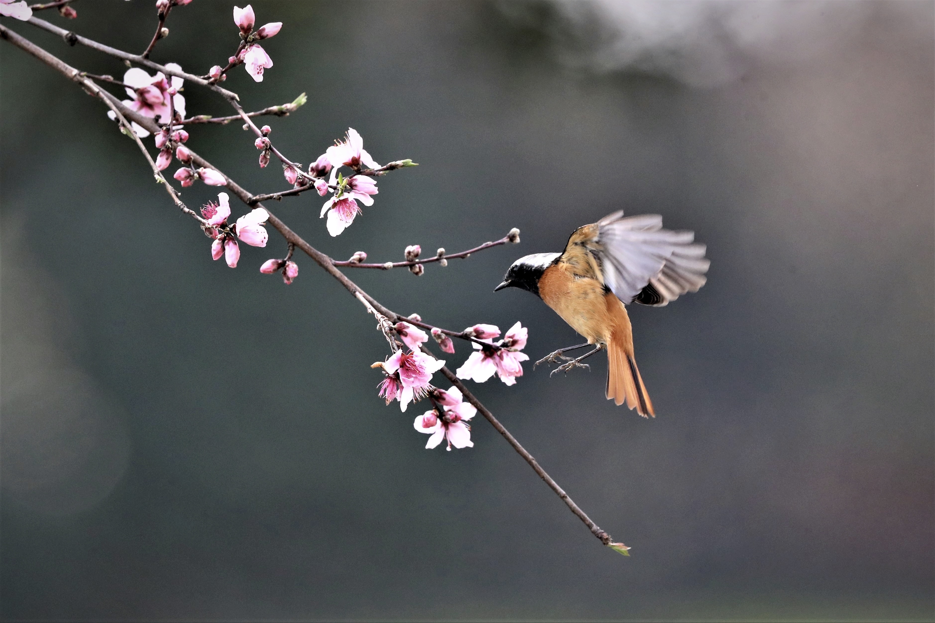 春天小鸟飞图片图片