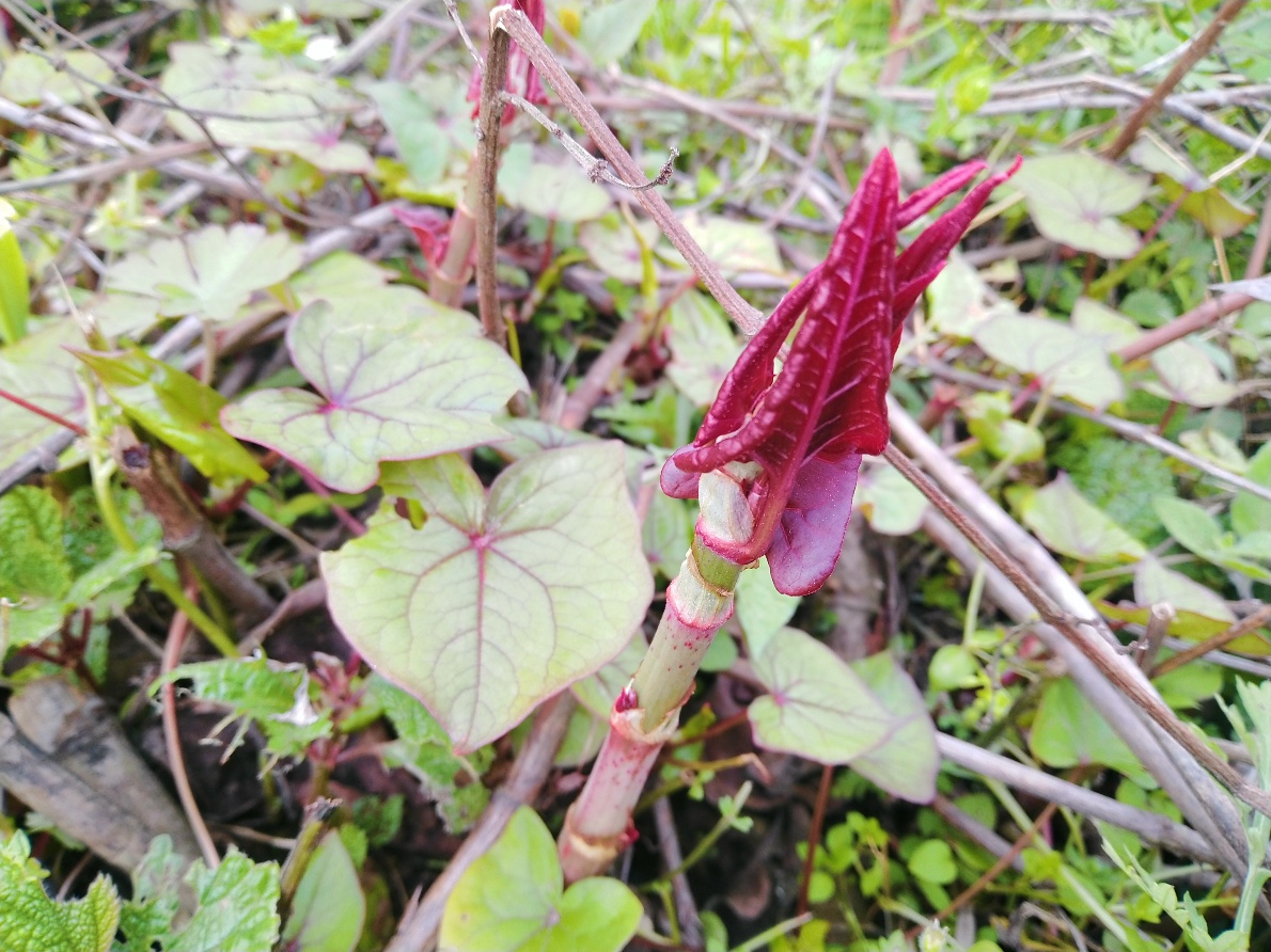 了,而野植成为零食的并不多,但却是农村孩子们的儿时记忆,比如茅草剑