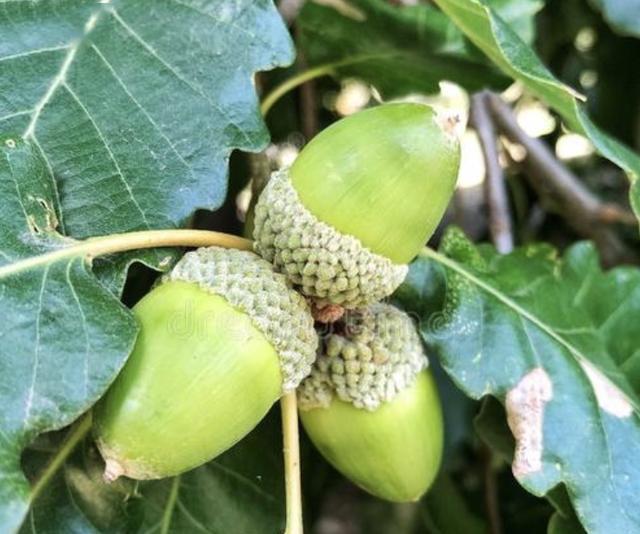 1种高大的栎树果子价值高以往拿来制作陀螺奇特