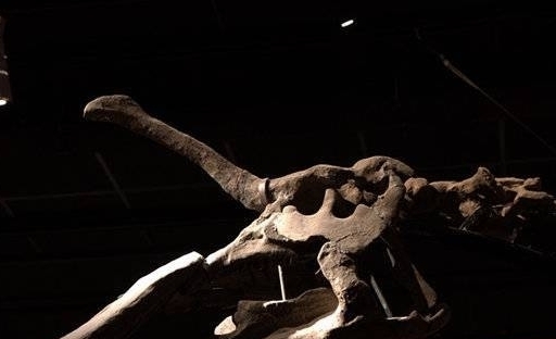 地球上真的存在"独角兽",它的角长在额头正中央而非头顶和鼻子_化石