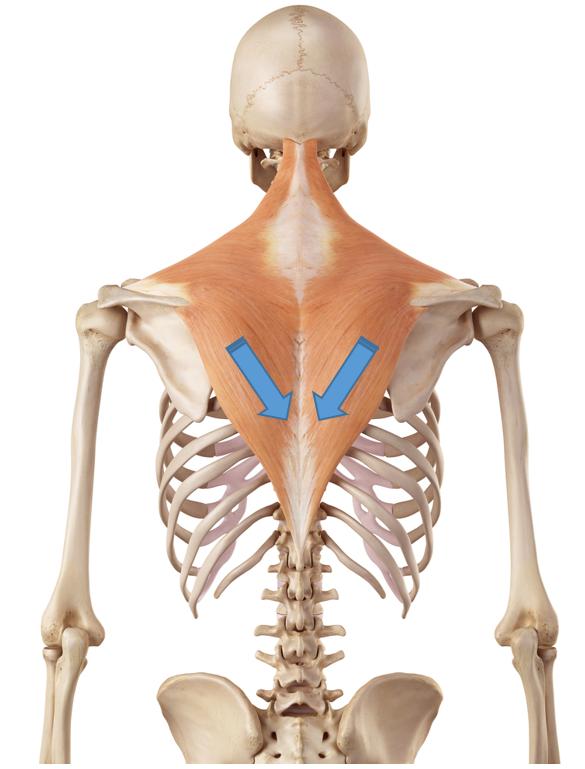 体态大师:内端沉肩法,斜方肌下降的关键 - 99%的人沉错了肩_肩膀