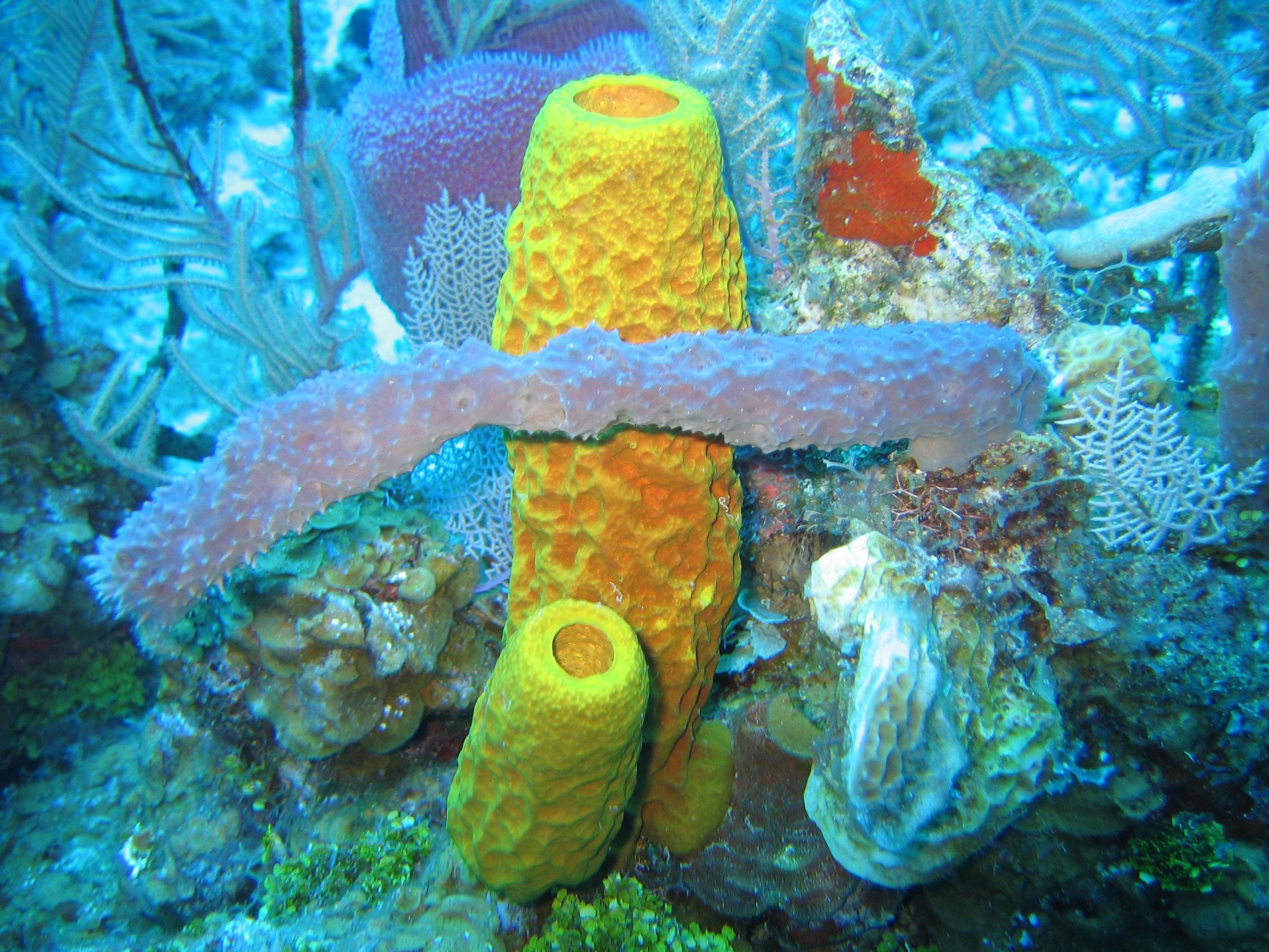 海绵其实是一种最原始的多细胞生物,甚至如果你将海底世界的海绵如同