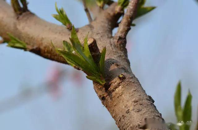油桃树小芽图片图片