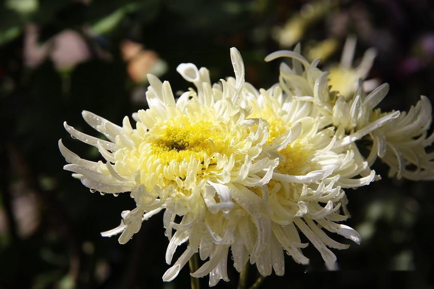 悼运河之子——刘祥先生|作者刘辉(文军)|朗诵荆棘