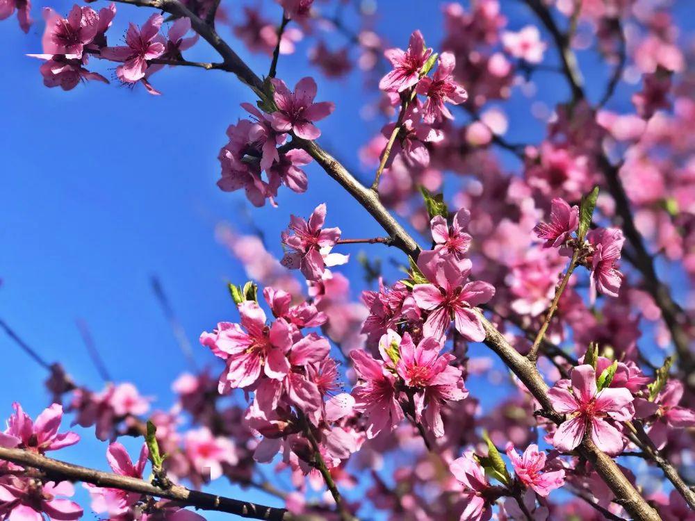 王母山醉美四月天桃花一簇盛开来可爱深红爱浅红