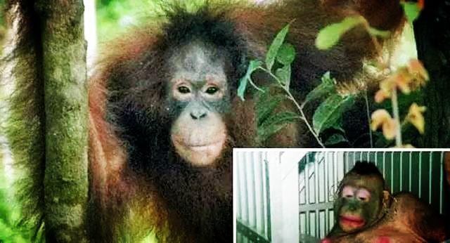 被人囚禁侵犯6年的猩猩:驯化过程残忍,武力解救后无法正常生活_pony