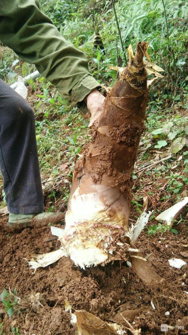 羡慕衢州山里人挖笋大到一只手举不动