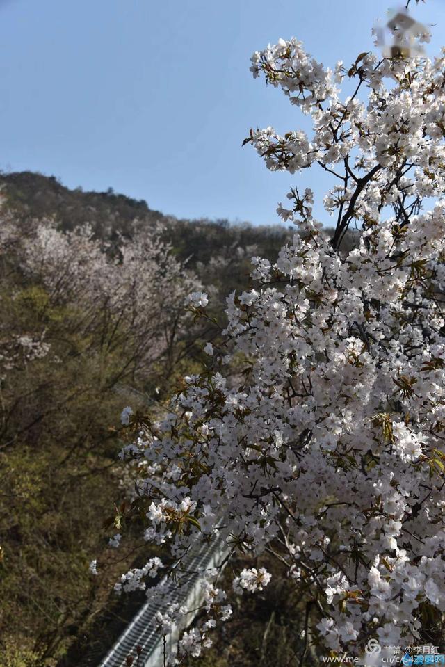 摄影欣赏天马寨野樱花开放盛况