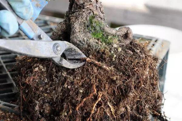 对较粗的根系进行修剪.