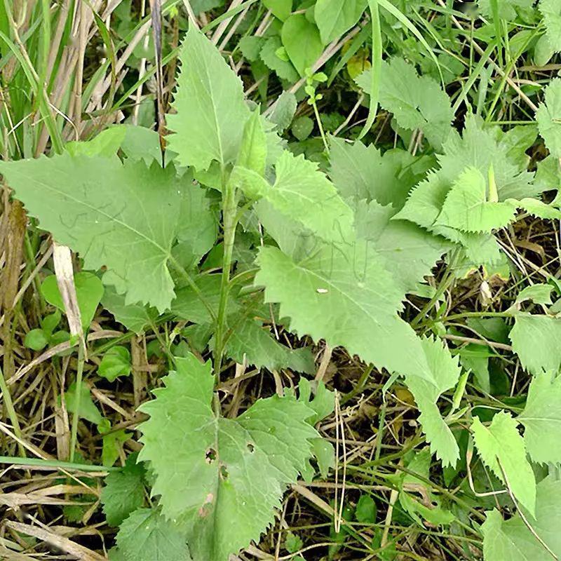 食养斋降血压的春菜东风菜吃过吗