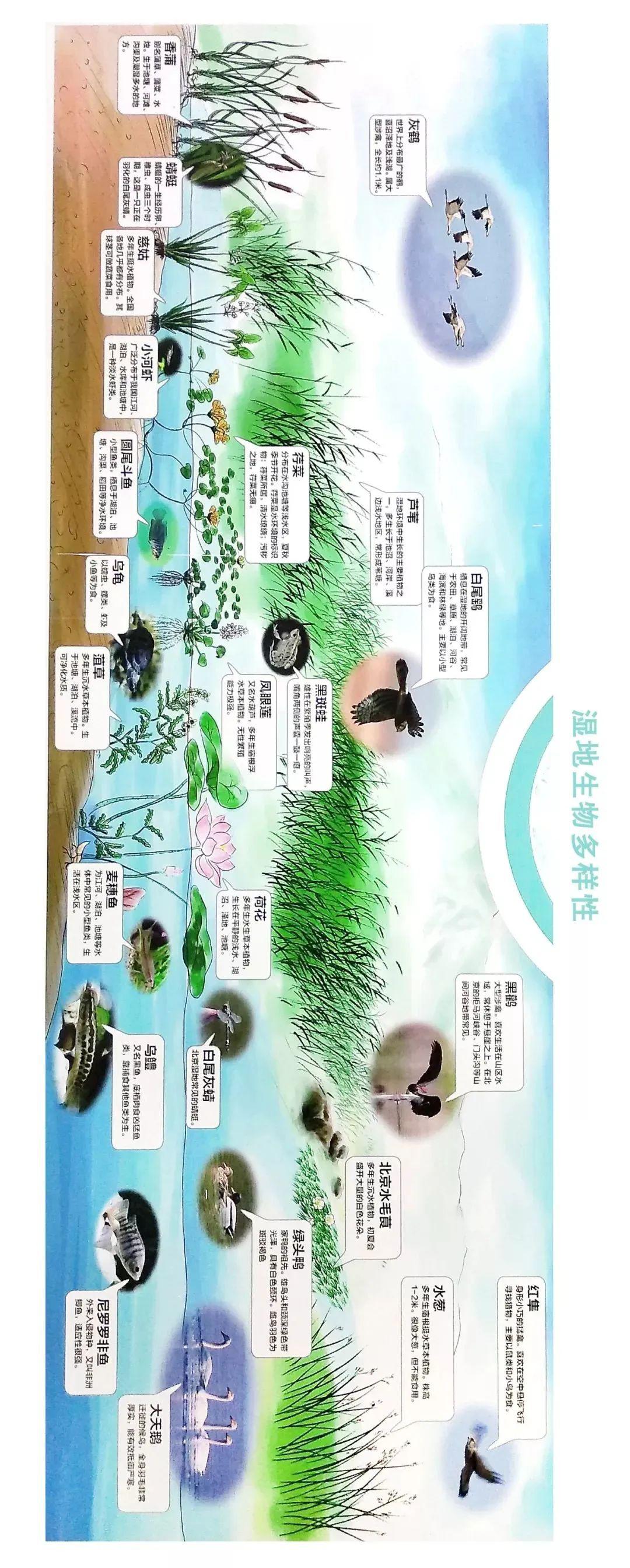 湿地对生态系统来说的价值如何