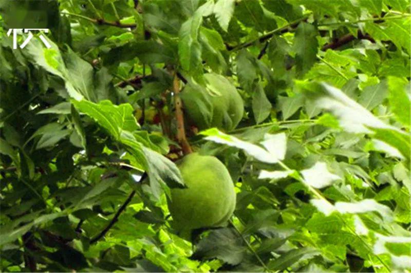 后河一"药树":十里八村都找"它"治病!全长葛独一份儿