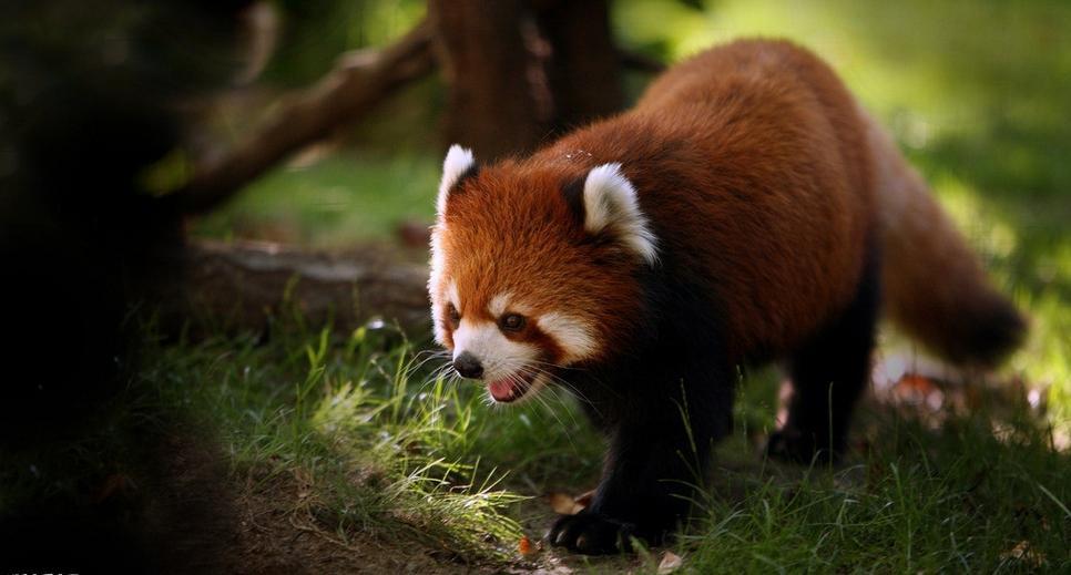 原創4月8日國際珍稀動物保護日我國國寶級動物有哪些