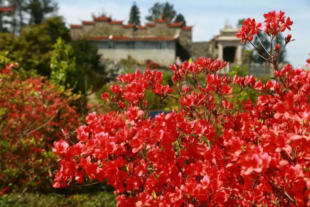 马岚山杜鹃,马墘村牡丹,雪峰高山禅茶.闽侯大湖最强赏花踏青攻略奉上!