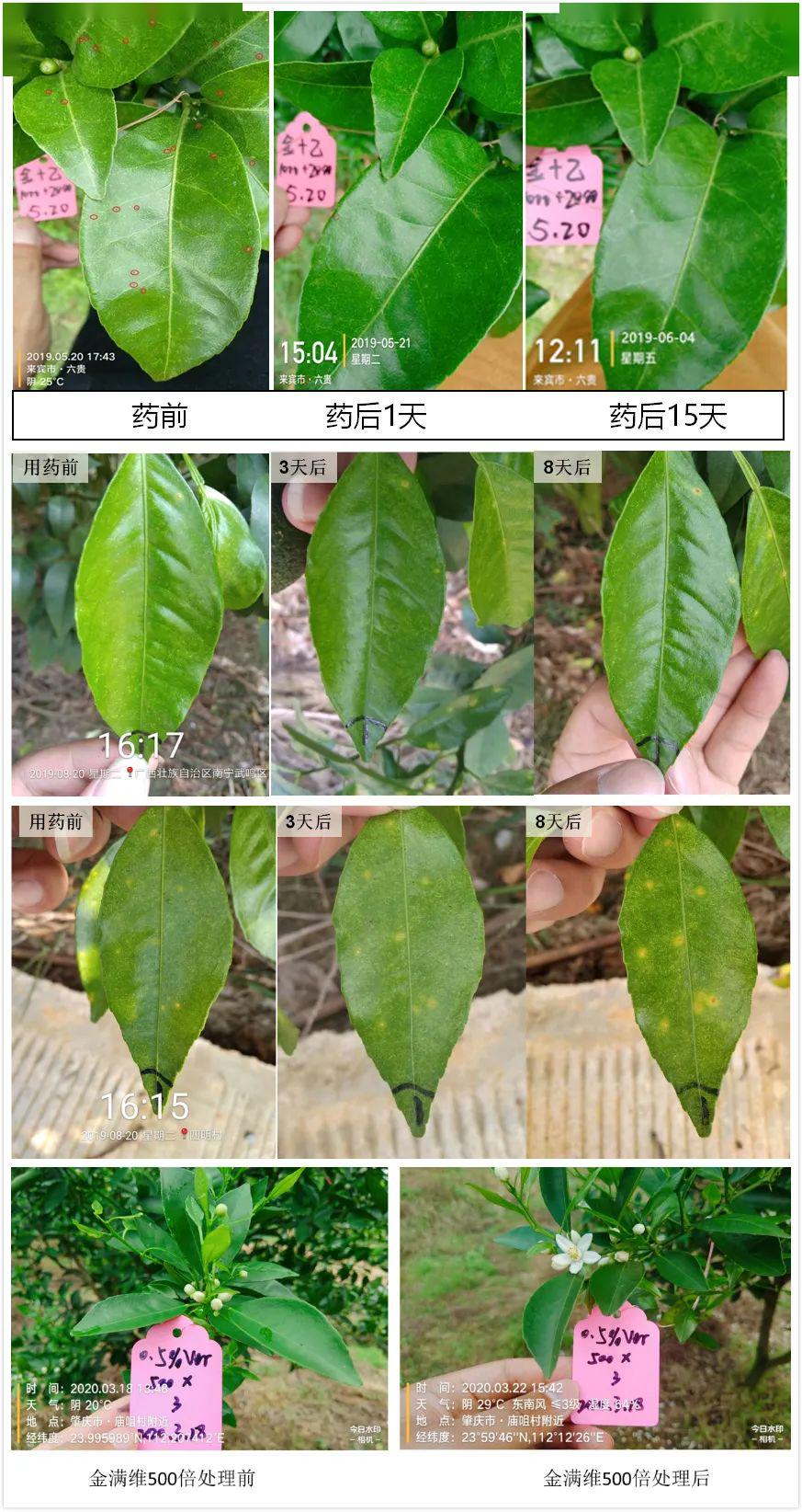 红蜘蛛防治正当时,生物农药金满维超高防效受追捧