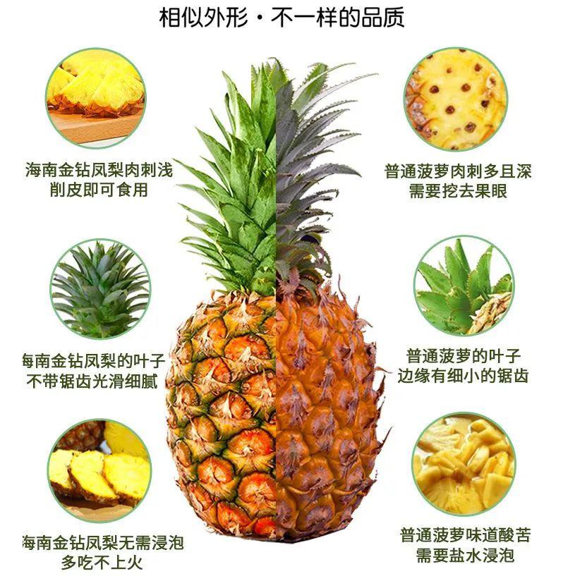 下面我们科普下凤梨与菠萝的区别在哪而真正的凤梨的酸味其实是很甜的