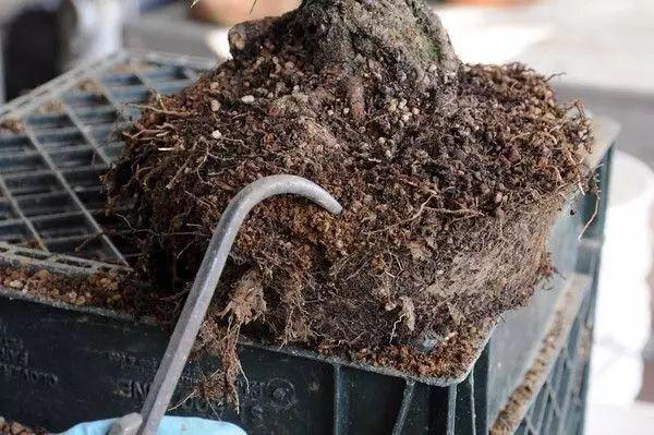 用单齿耙松四周的根系,理顺根系.