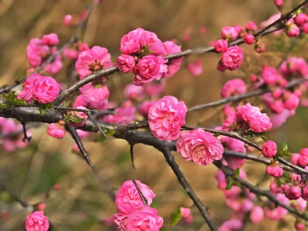 王母山醉美四月天桃花一簇盛开来可爱深红爱浅红