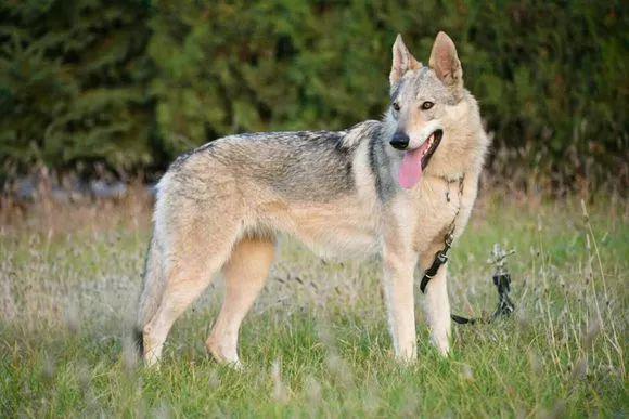 捷克斯洛伐克狼犬不再是危險野生動物.