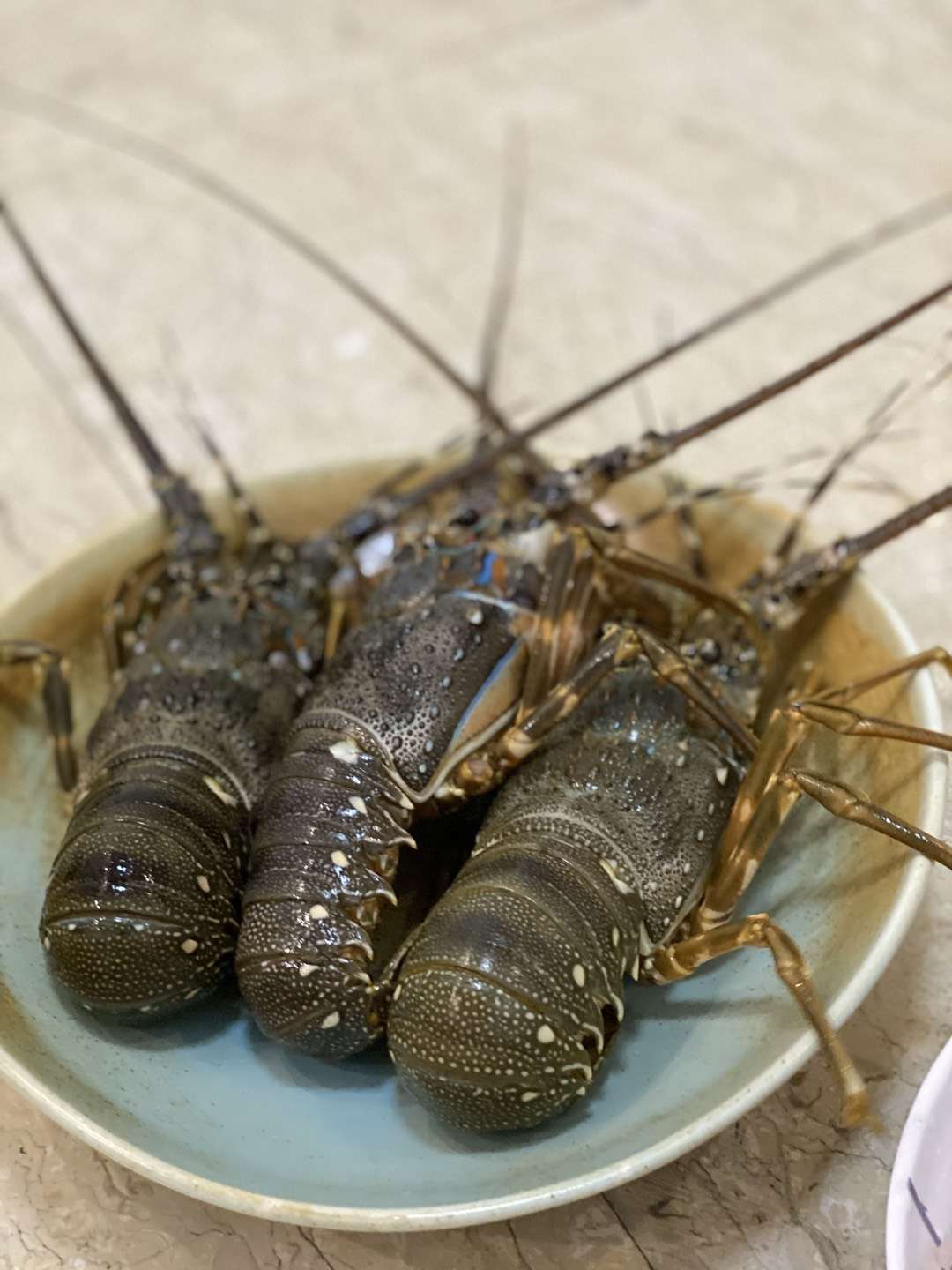 不是你想吃就可以有的龙虾清粥哦!-搜狐大视野-搜狐新闻