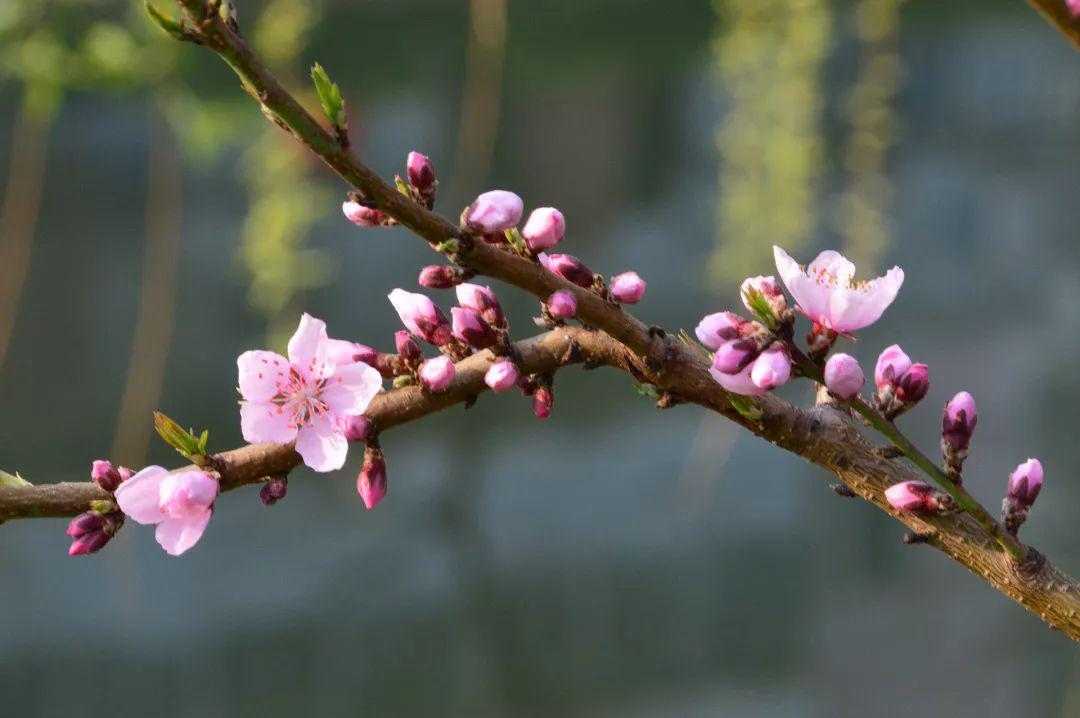 王母山醉美四月天桃花一簇盛开来可爱深红爱浅红