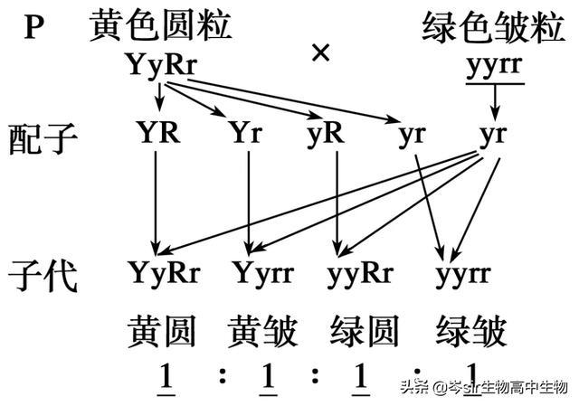 配子致死遗传图解图片