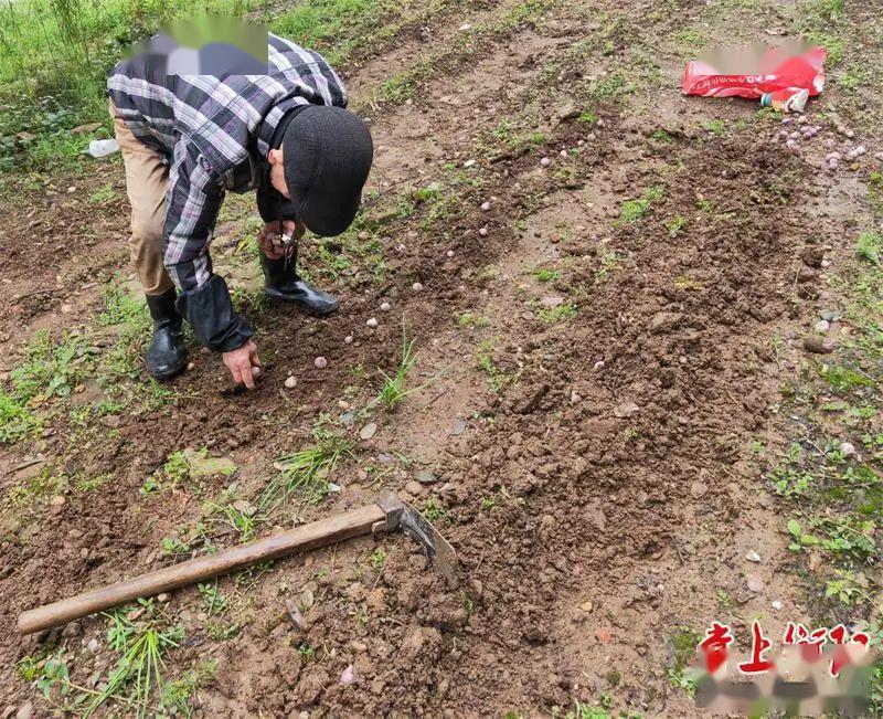 向不文明行为说"不"丨湘江北路防洪堤上挖土种菜