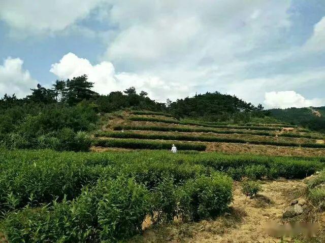 上犹数十个精品富硒茶园等您来