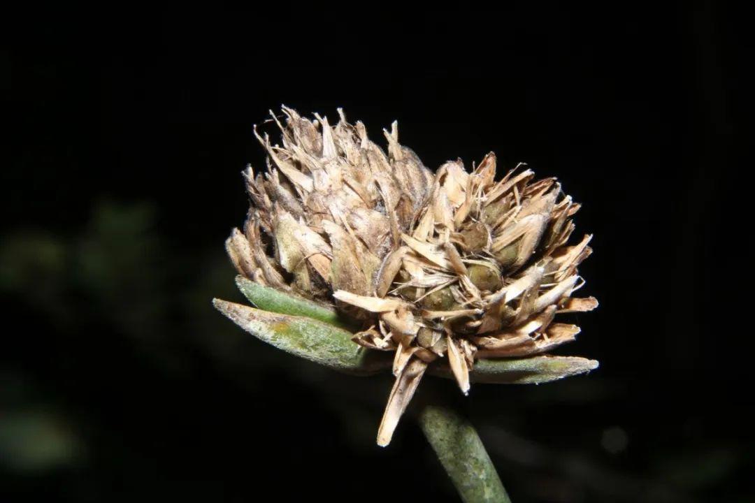 广东首次在英德发现植物新种,并以地方名命名_白丝草