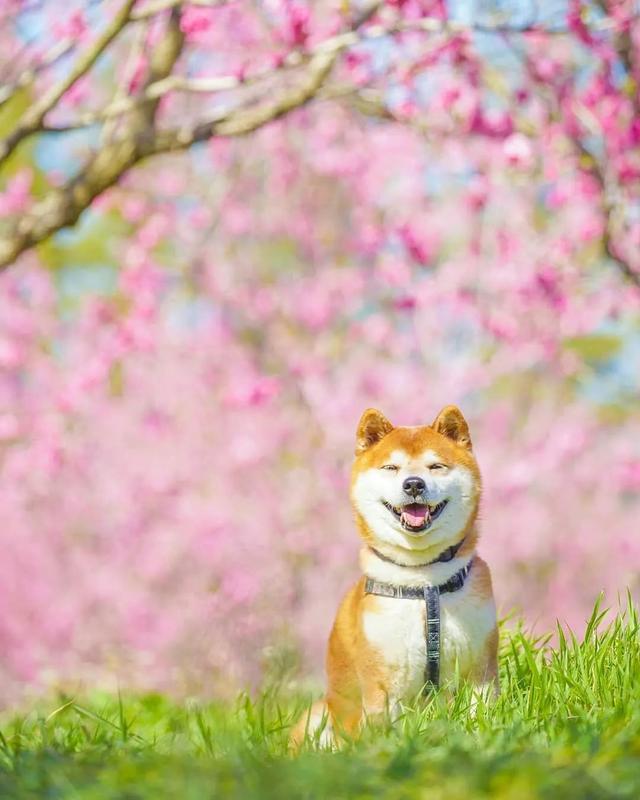 100张柴犬与花的合照治愈的笑容圈粉30000人
