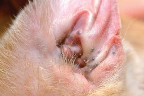 答案是:耵聍腺囊肿耵聍腺是一种顶浆分泌腺,存在于整个外耳道深层结缔