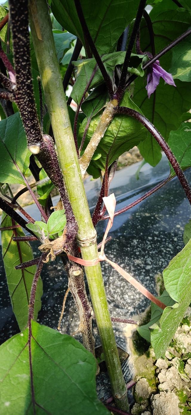 茄子菌核病的发病特点及防控方法