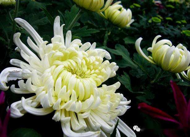 悼运河之子——刘祥先生|作者刘辉(文军)|朗诵荆棘