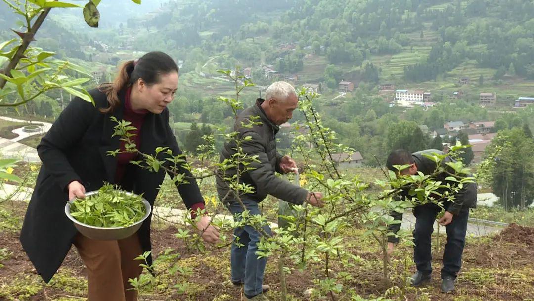 走进忠县兴峰乡三元村花椒基地,村民周淑芬小心地拨开树丛,采摘花椒芽