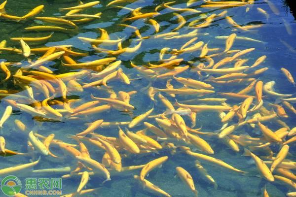 金鳟鱼多少钱一斤图片