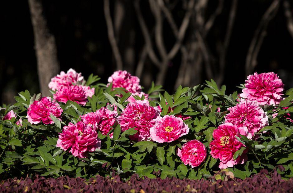 洛阳牡丹花海即将上线!超实用赏花指南抢先看