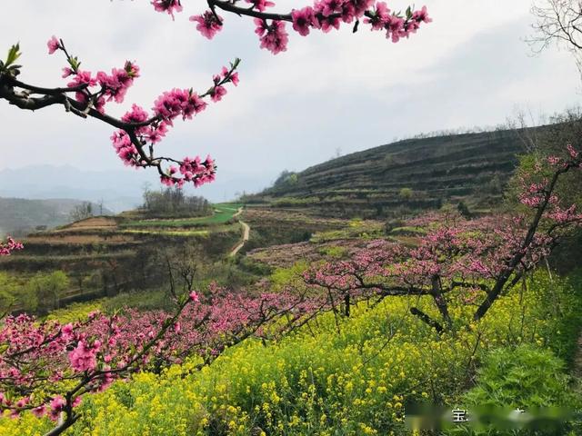 人面桃花相映红跟随音乐广播走进宝鸡周边桃花源