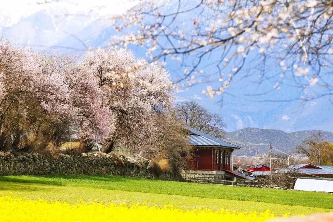 欣赏林芝桃花一波壁纸来袭