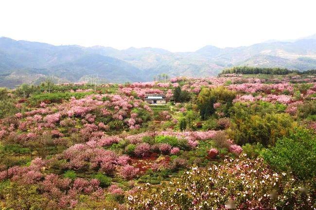 大岚秘境412人间四月天邂逅十里樱花岗