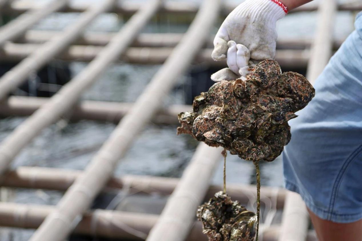 图:生长中的生蚝生蚝,又称牡蛎,肉质细嫩,鲜味突出,味道独特.