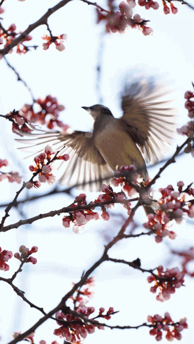 640_1137竖版 竖屏gif 动态图 动图