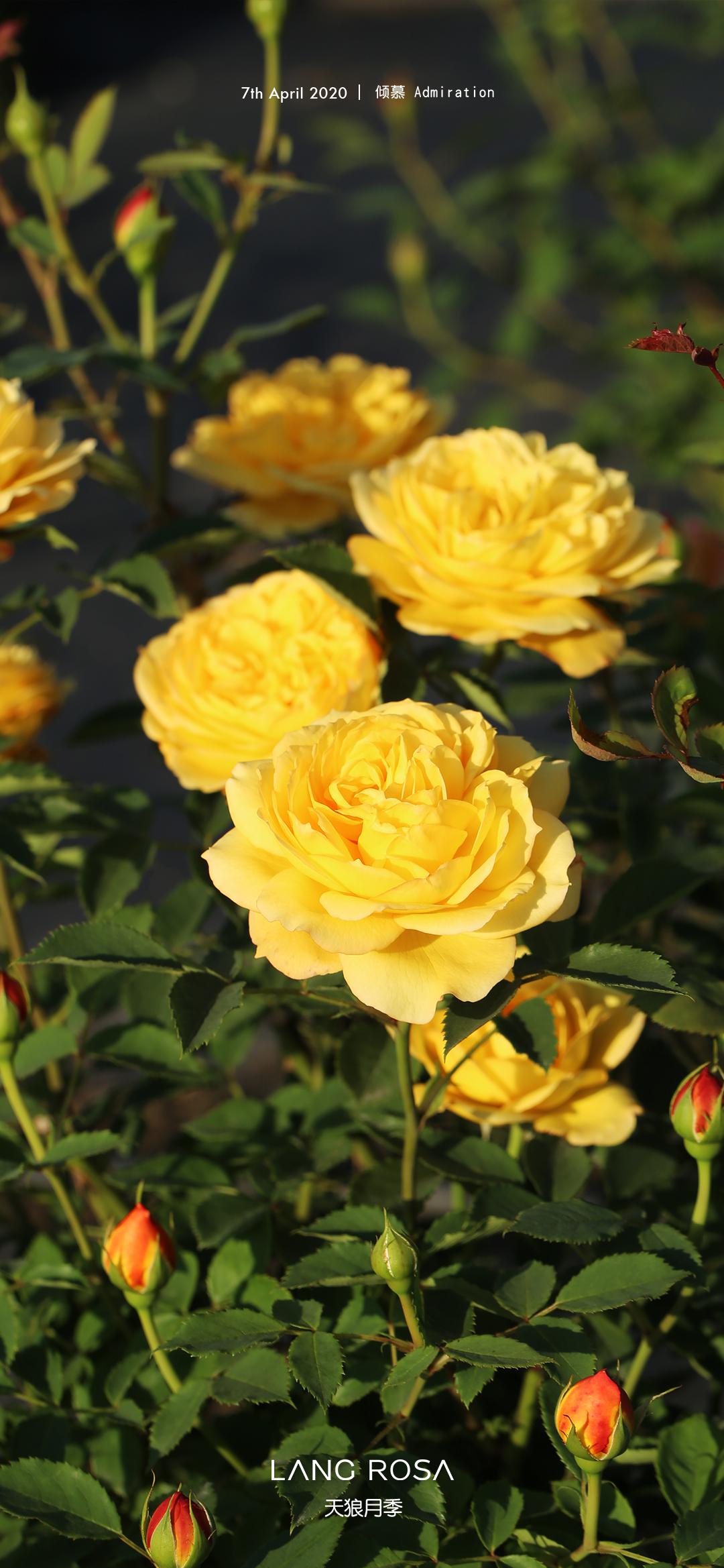 高贵复古雀之舞明媚霸道倾慕你的可藤可灌之选