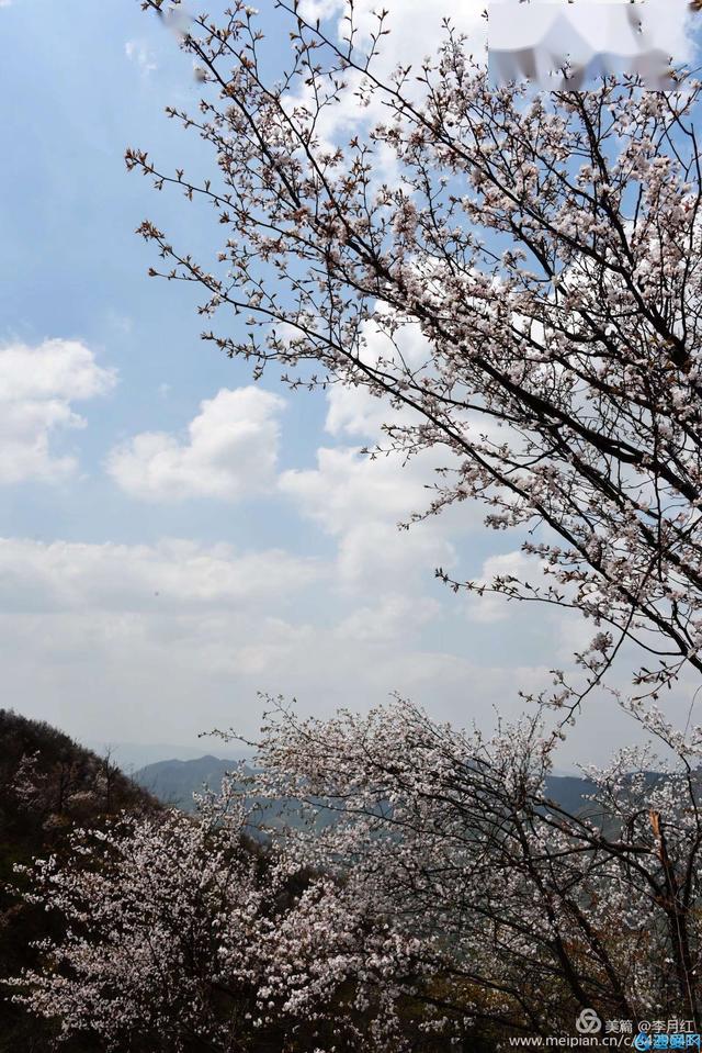 摄影欣赏天马寨野樱花开放盛况