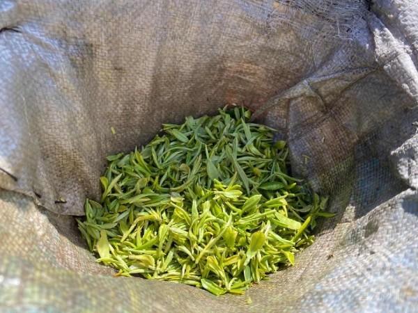 你知道吗?除了碧螺春,苏州还有这个"宝藏茶"——树山云泉茶