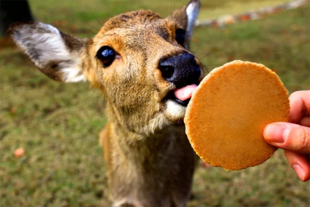 鹿儿点头鞠躬不是礼貌而是攻击信号,奈良喂鹿这些小知识一定要看_小鹿