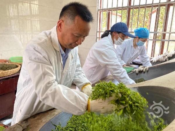 你知道吗?除了碧螺春,苏州还有这个"宝藏茶"——树山云泉茶