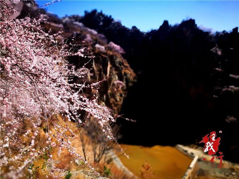 山杏花的妩媚,你还看我的公众号就没意思了,赶紧去原平楼板寨亲眼,亲