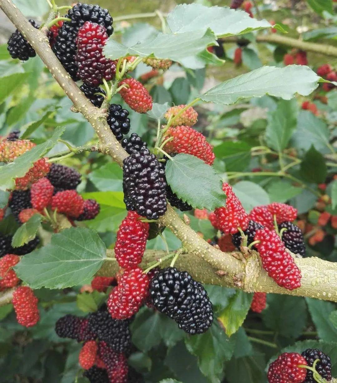 桑泡熟了快来吴滩盘点回家